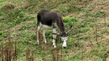 Domestic animal donkey grazing on a mountain rural pasture with green grass close-up