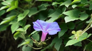 Purple morning glory flower. Blue Ipomoea purpurea in garden greenery close up