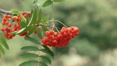 Red rowan berries on a tree branch with green leaves in nature. Sorbus aucuparia fruits