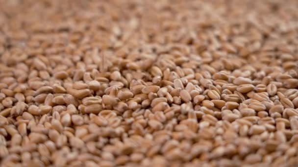Grains Ukrainian Wheat Falling Slow Motion Close Concept Hunger Due — Vídeo de Stock