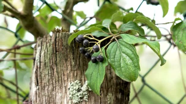 Black Wild Berries Green Leaves Twig Background Chain Link Fence — Stok video