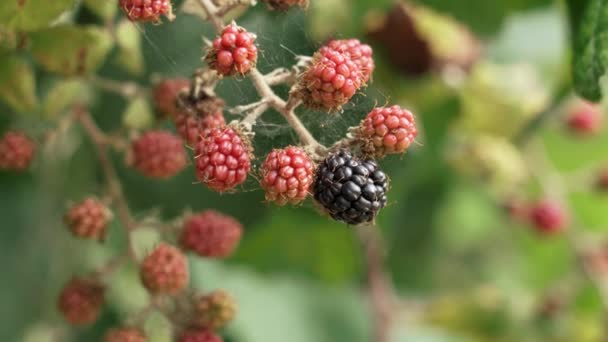 Blackberry Branch Growing Wild Unripe Red Dewberry Ripe Black Bramble — стоковое видео