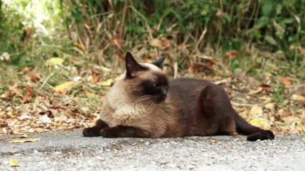 Beautiful Siamese Stray Cat Asphalt Countryside Road Sad Siam Feral — Vídeos de Stock