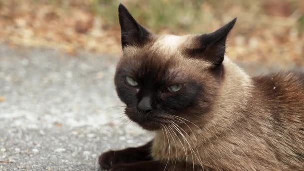Siamese Stray Cat Asphalt Road City Street Close Portrait Sad — Stockvideo