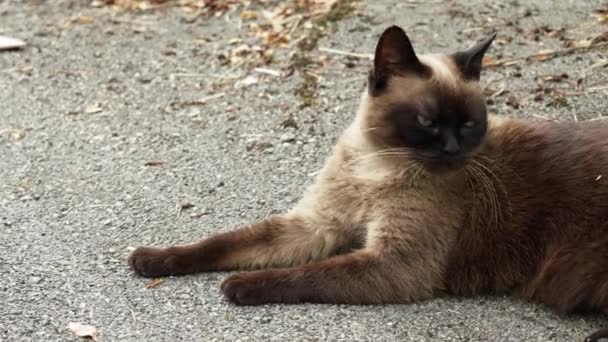 Hungry Siamese Stray Cat Asphalt Street Road Sad Siam Feral — Video
