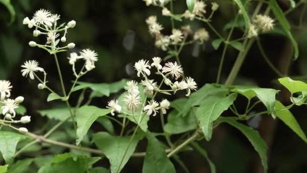 Bunga Putih Dengan Benang Sari Yang Tajam Tunas Dan Daun — Stok Video