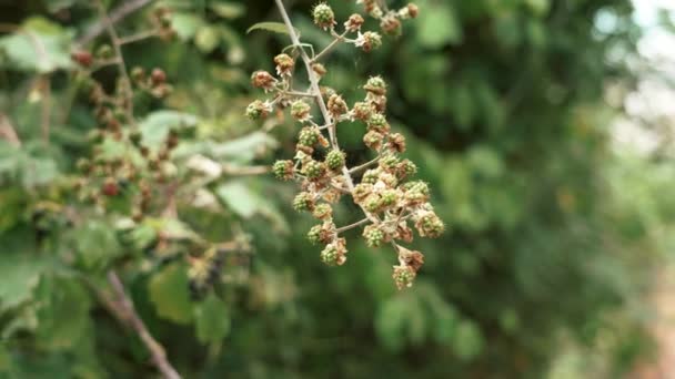 Green Blackberry Branch Growing Wild Unripe Dewberry Bramble Berries Close — Wideo stockowe