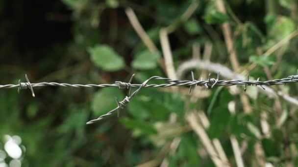 Barbed Wire Fence Steel Sharp Spikes Farmland Green Foliage Pasture — Vídeo de Stock