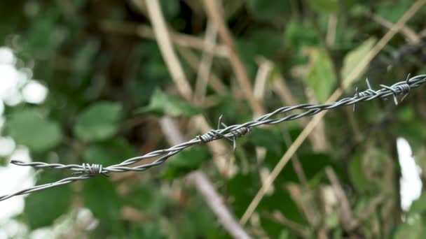 Barbed Wire Fence Barbs Green Natural Background — Stok Video