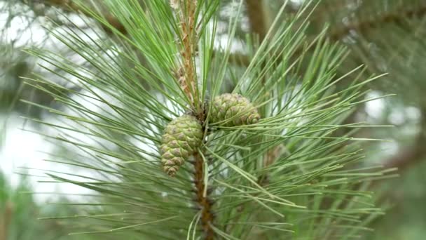 Green Young Pine Cone Close Branch Green Needles Coniferous Forest — стоковое видео