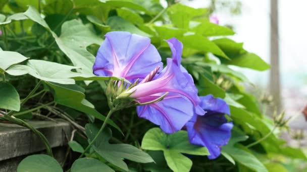Purple Morning Glory Flower Head Close Ipomoea Purpurea — стоковое видео