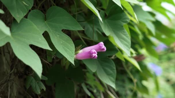 Purple Morning Glory Flower Burgeon Ipomoea Purpurea Bud Garden Close — Vídeo de stock