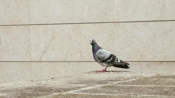 Gray Pigeon Building Bluish Common City Dove Columba Livia — стоковое видео