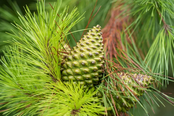 Pine Cone Close Branch Green Needles Hilly Coniferous Forest — ストック写真