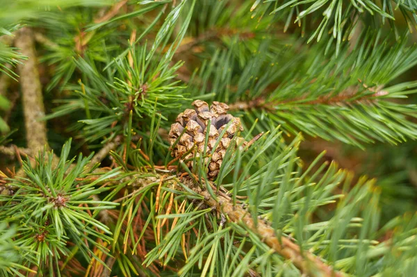 Brown Pinecone Branch Close Evergreen Summer Needles Coniferous Pine Tree — Foto de Stock