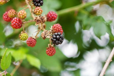 Blackberry on a twig growing in wild nature close up