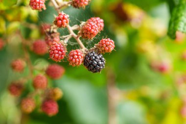 Blackberry on a branch growing in the wild. Unripe red dewberry and ripe black bramble berry close up