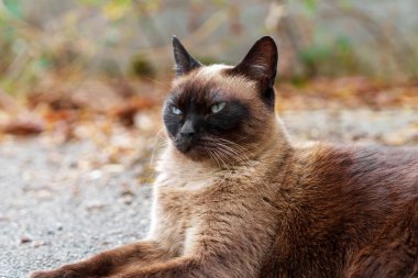 Siamese stray cat on an asphalt road in a city street. Dirty abandoned feral animal clipart