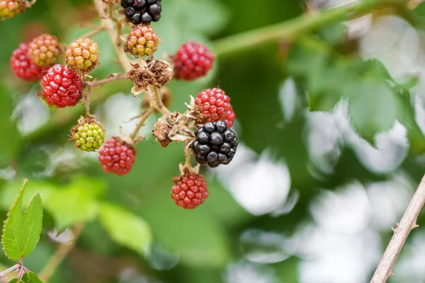 Blackberry Twig Growing Wild Nature Close — Stok fotoğraf