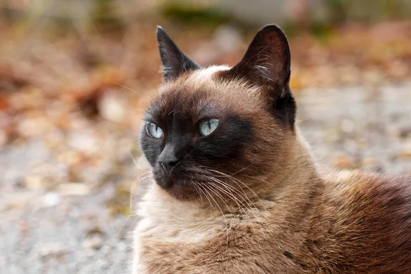 Siamese Stray Cat Asphalt Road City Street Close Portrait Sad — Foto de Stock