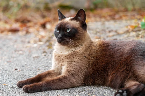 Siamese Stray Cat Asphalt Road Sad Hungry Feral Animal Close — Foto de Stock