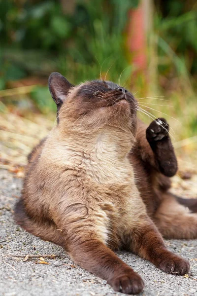 Brown Siamese Cat Itches Paw Asphalt Street Road Outdoors Close — Stok fotoğraf