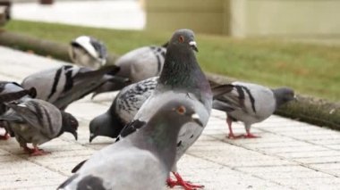Gray urban common pigeon in a crowd of eating birds in the street close-up