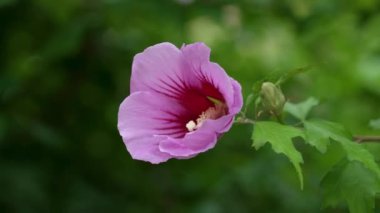 Rose of Sharon flower close up. Hibiscus syriacus in summer, Malvaceae