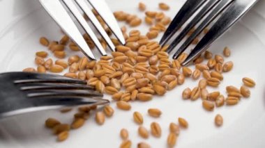 A handful of whole grains of raw wheat falling from a hand onto a white surface of a ceramic plate with metal forks in slow motion. Diet and hunger concept