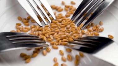 Whole grains of wheat on a white background of a ceramic plate with metal forks close-up. Diet concept