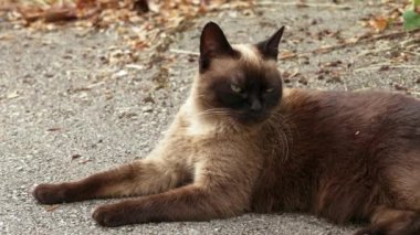 Siamese stray cat on an asphalt road in a city street. Dirty brown feral animal