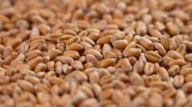 Grains of Ukrainian wheat close-up. Concept of hunger due to food supply crisis. Macro. Rotation