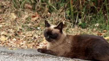 Siamese stray cat on an asphalt countryside road. Sad siam feral animal in nature