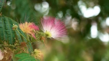 Pink fluffy flower of a blooming Persian silk tree close-up. Albizia julibrissin bloom. Lankaran acacia blossoming. Mimosa kalkora with green summer foliage