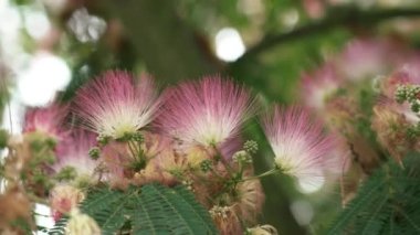 Pink fluffy flower of a blooming Persian silk tree close-up. Albizia julibrissin bloom. Lankaran acacia blossoming. Mimosa kalkora with green summer foliage