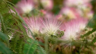 Pink fluffy flower of a blooming Persian silk tree close-up. Albizia julibrissin bloom. Lankaran acacia blossoming. Mimosa kalkora with green summer foliage