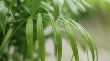 Young fresh green tropical palm leaf close up