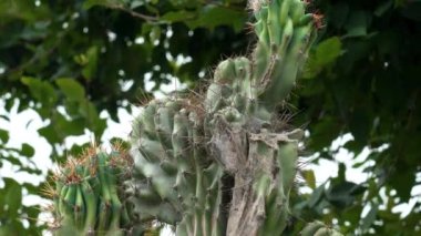 Thorny cactus close-up in a summer green garden