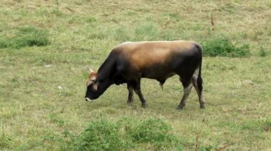 Spanish horned bull walking and grazing in a farmland pasture with green fresh grass