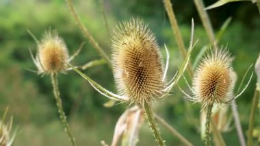 Dried prickly thistle head on a meadow. Natural spiked wild flower thorn. Dry weed