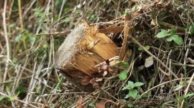 Stump of a felled horizontally growing tree in a wild forest close-up.