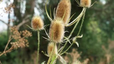 Wild teasels flower with thorns close up. Prickly thistle. Beauty of nature concept