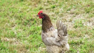 Free range brown hen with red comb closeup with green grass in farm pasture