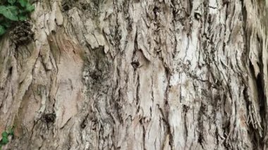 Cracked rough hard woody bark of a tree trunk close-up in the forest