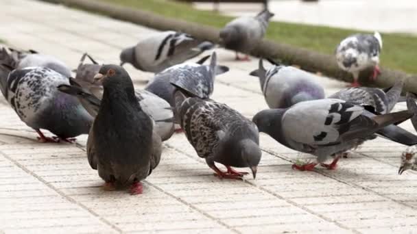 Gray Disabled Lame Common Pigeon Crowd Eating Birds Street Close — Video