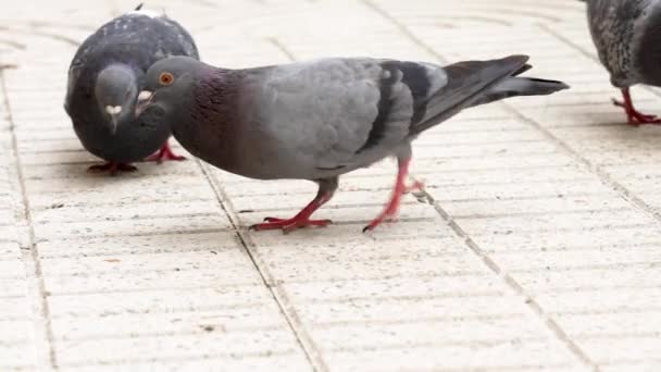 Rock Pigeon Crowd Feeding Urban Feral Birds Columba Livia Columbidae — Stock Video