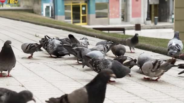 Feeding Crowd Street Pigeons Close Flock City Birds Eating — Stockvideo