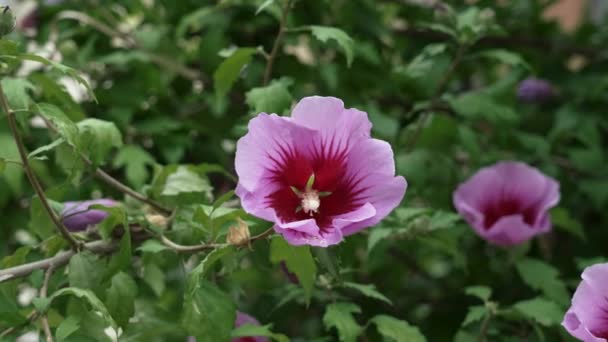 Hibiscus Syriacus Purple Flower Close Pink Rose Sharon Lush Green — Wideo stockowe