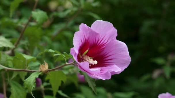 Hibiscus Syriacus Purple Flower Close Pink Rose Sharon Lush Green — Vídeo de Stock