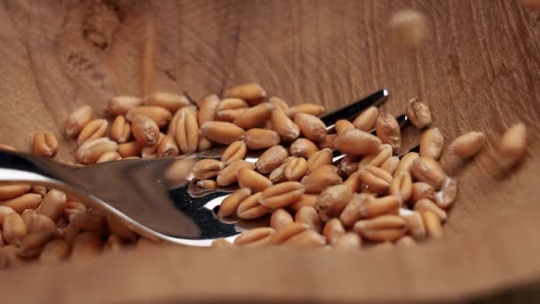 Raw Whole Grains Wheat Fall Wooden Bowl Fork Slow Motion — Stok video